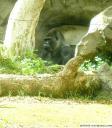 Gorila v Loro parku