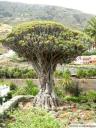 Tisočletno drevo